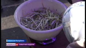 В Чечне прошел фестиваль черемши
