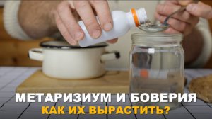 БОВЕРИЮ И МЕТАРИЗИУМ ВЫРАЩИВАЕМ ВМЕСТЕ. Как в домашних условиях вырастить метаризиум и боверию.