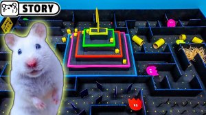 Лабиринт Pac-Man с хомяком ● Картонный игровой лабиринт с радужной пирамидой ● Хомяк Хомура