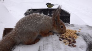Ещё немного про белок и снегопад. Зарисовка