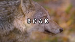 ВОЛК | Марат Гафуров