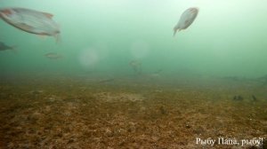 Рыбалка. Превью