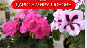 Пеларгония.Переливы розового цвета. 
Видео-фильм.