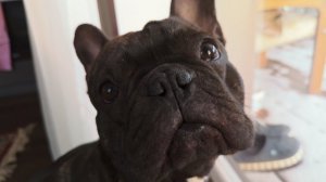 Часть 49. Шани хочет избавиться от Егора