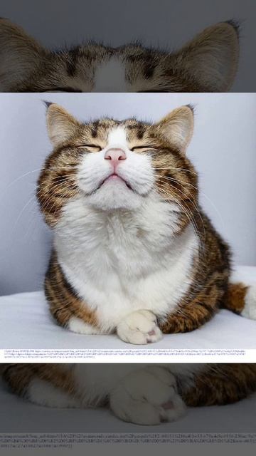 Анекдот. Мужик пришёл домой рассказал это коту долго смеялись. 1dc890b52f14 Анекдот. Мужик пришёл домой рассказал это коту долго смеялись. 1dc890b52f14