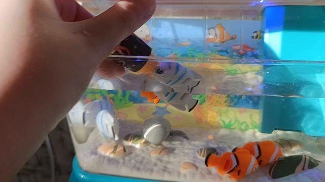 🐟утренний уход за рабками🐟
