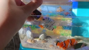 🐟утренний уход за рабками🐟