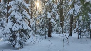 Сказочный зимний лес / Красота России / Зима 2026