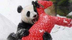 Семейство панд поздравили с китайским Новым годом в Московском зоопарке