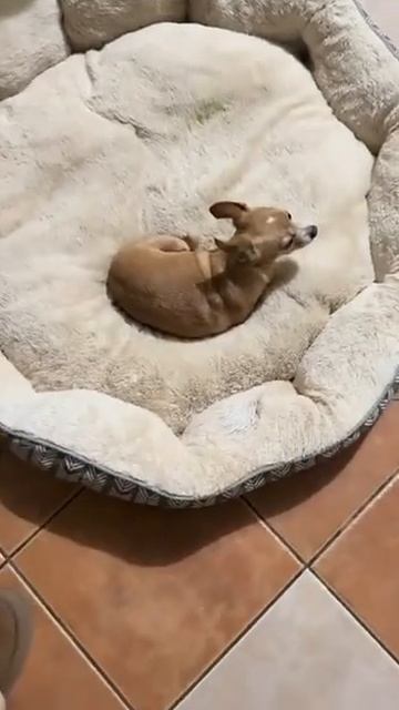 Догадаетесь кто в семье самый наглый смотреть онлайн