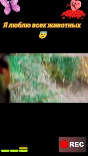 Животные приколы и не только😅