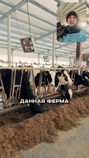 почему Ашкадарская ферма бьёт рекорды по надою, тизер выпуска.