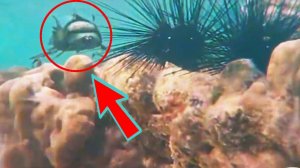 8 Морских МОНСТРОВ Снятых на Камеру