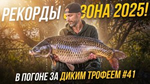 Рекорды сезона 2025 года. Ловля дикого карпа. В погоне за диким трофеем 41.