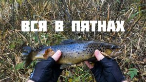 Дикая форель Ленинградской области