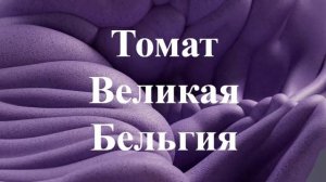Каталог томатов на 2026 год. Часть 9. г. Киров  т. 89229284031