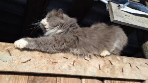 Жизнь в Деревне 🏡