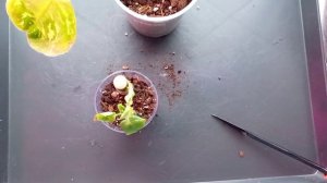 373. Цветочная неделя 15-22.02.2026.