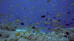 пустая песня