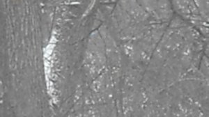 Dryocopus martius. Черный дятел (желна) за работой в снегопад. DSCN7512