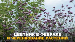 НЕ ЗАБЫВАЕМ И О ЦВЕТНИКЕ. Декоративные культуры для посева в феврале + черенкование колеуса и батата