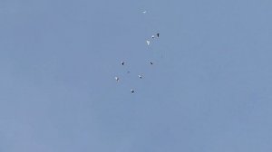 омская область покупаем лётных голубей