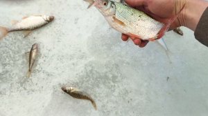 Рыбалка Обь ефтебаза 
Быстрый Исток.