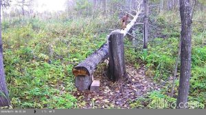 Рысь на солонце.