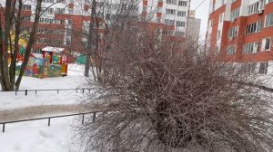 Красота! Вот такое пение птиц зимой в Санкт-Петербурге