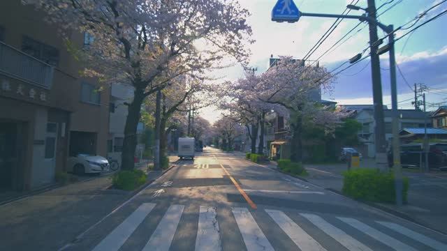 🇯🇵 Токио, Япония 🌸 Цветение вишни и тишина на берегу реки