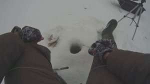 Зимняя рыбалка, Рыба не давала опустить мормышку! Жор со дна.