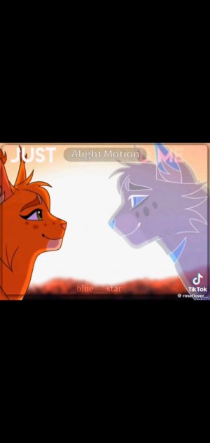 коты воители who is who?