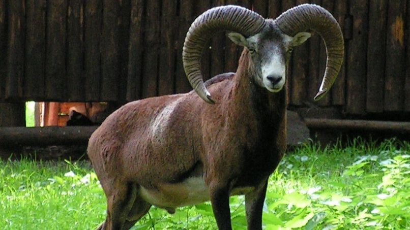 ддд смотреть онлайн