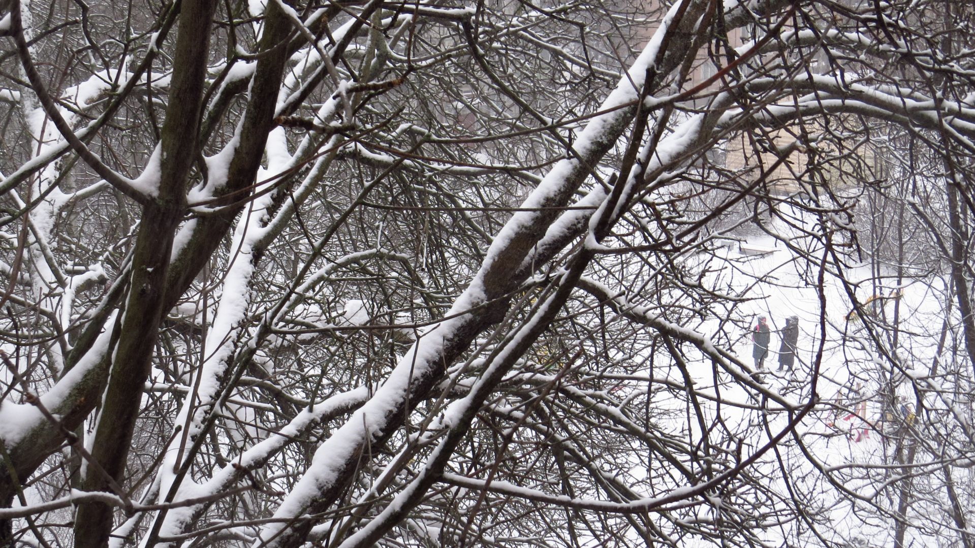 Сегодня за окном вот так ( 22 февраля 2026 года )