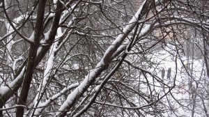 Сегодня за окном вот так ( 22 февраля 2026 года )