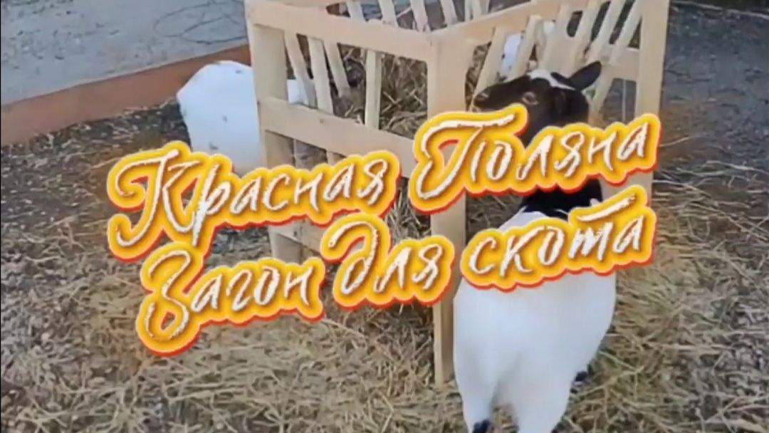 Красная поляна #контактный_зоопарк #козы_овцы #загон_для_скота_на_Красной_поляне
