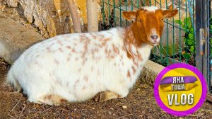 Мы стали подозревать, что наши козы беременны! Пора рожать!?