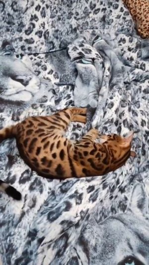 Обычный день бенгала выглядит именно так 🐆