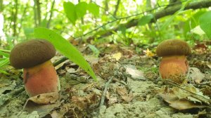 ГЛУХ БОРОВИК ДА ДОРОГ !!! БАРАНЬЕ СЧАСТЬЕ !