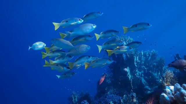 👀 САМОЕ ЯРКОЕ 12K HDR DOLBY VISION™ ULTRA HD 👀 Для телевизоров 8K/4K