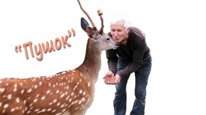 «Пушок» (борзой олень)