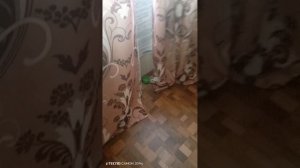 Опять у нас в доме монстры