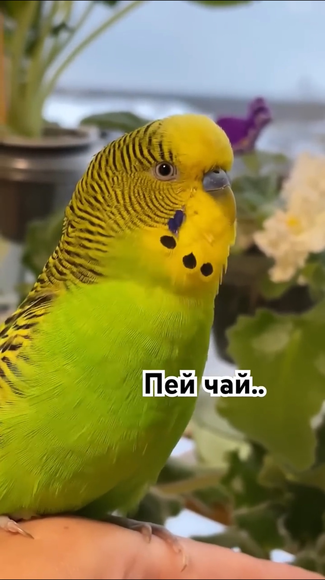 Говорящий волнистый попугай/Talking budgie #parakeet #birds смотреть онлайн