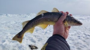 Накормил АНДАТРУ рыбой | Зимняя рыбалка много рыбы Навага | Остров Сахалин Дальний восток