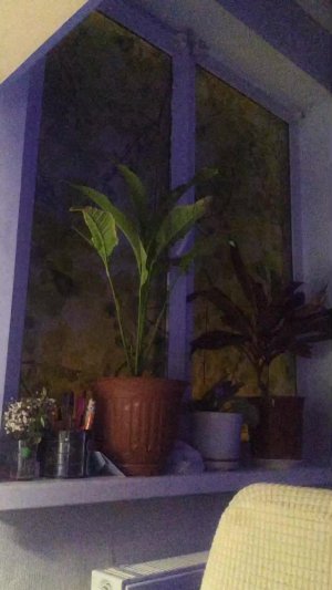 Всё стало хорошо у меня, но...