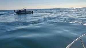 Морские прогулки.Камчатка.Кит