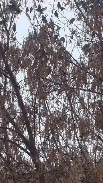 Свиристели – #zdobsizdub