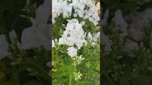 Один из лучших белых флоксов Вайт Адмирал