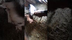 Стримы Чеха и Company 🦌 🦬 💫