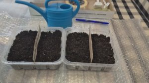 Мой способ посева семян томатов, перцев и баклажанов